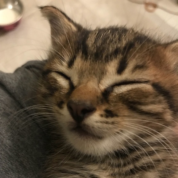 Meet your Posher, Robin - Picture 2 of 8